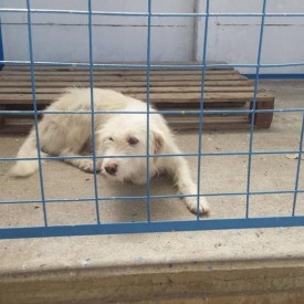 A 2015 iunius-ban megmentett kutyak a Grivei Menhelyrol